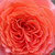 Oranžová - Nostalgická ruža - Emilien Guillot